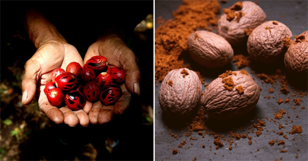 Amazing health benefit of nutmeg powder