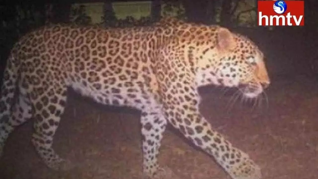 Leopard roaming in Srisailam Kurnool district  