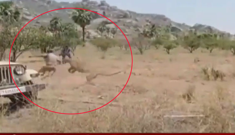 Leopard caught in a trap Escape forest officer