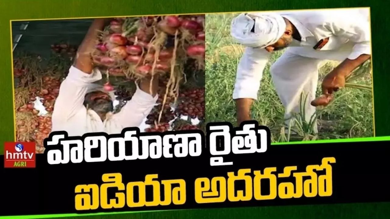 Onion Farming Haryana Farmer Success Story  