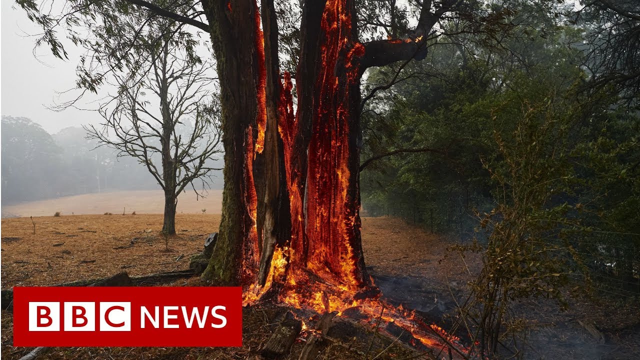 The animals struggling in the crisis of Australian fires