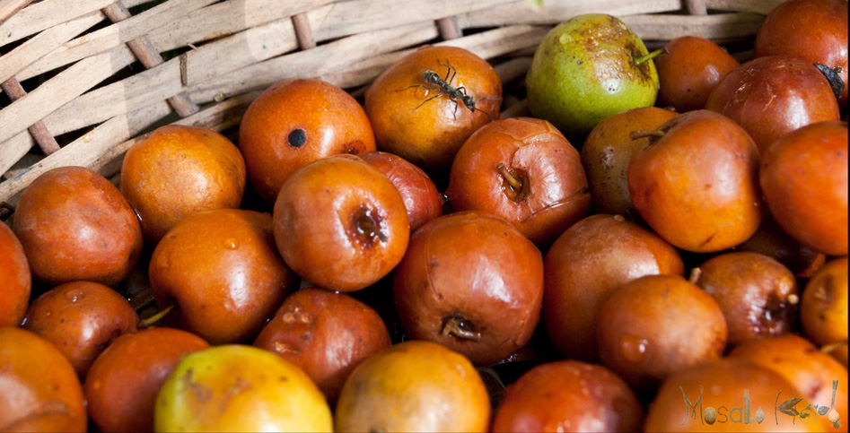 What are the health benefits Regi fruits