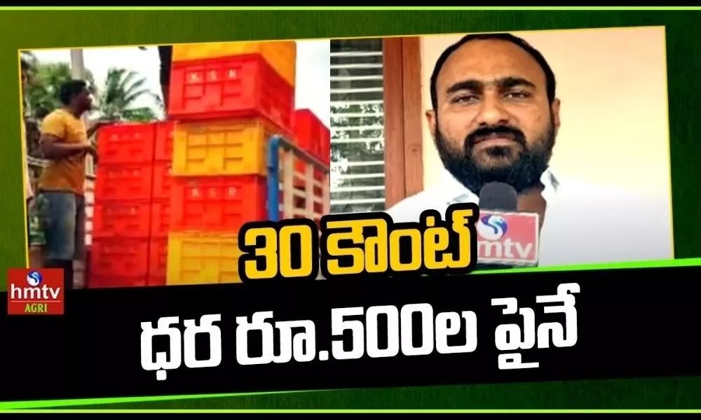  Growing Shrimp Count Rates